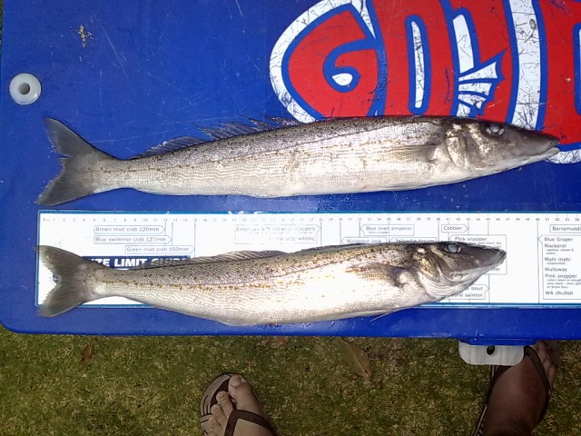 kg whiting